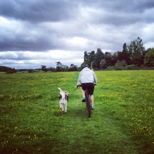 sport-avec-chien